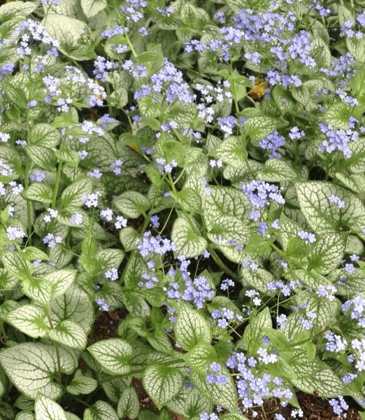 Brunnera macrophylla 'Sea heart'